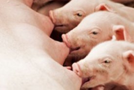 easy-fiber - when the piglets are moved to the climate stable