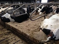 easy-way in diary cattle beds